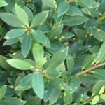 ILEX CRENATA