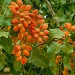 PISTAZIA