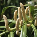 PODOCARPUS